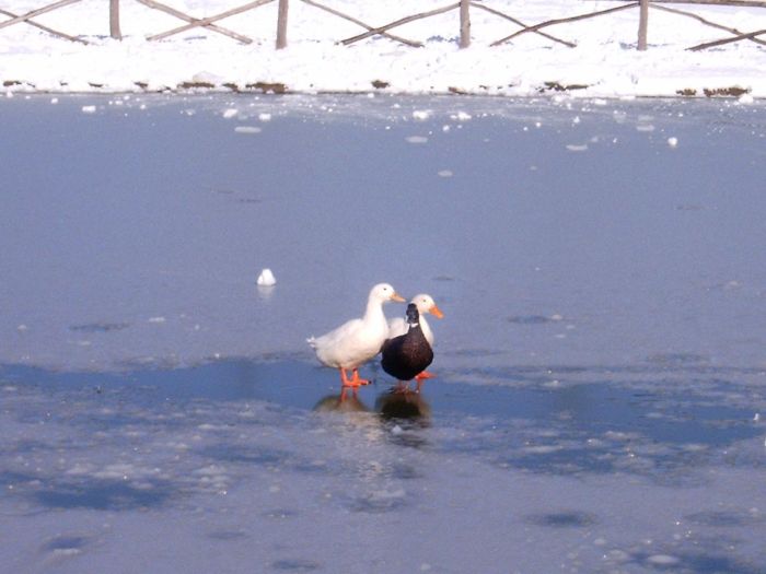 Bianco d''inverno